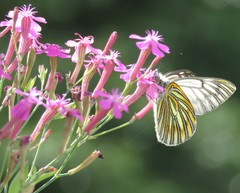 Tatochila xanthodice