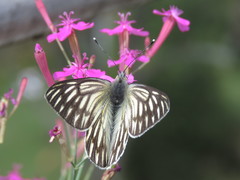 Tatochila xanthodice