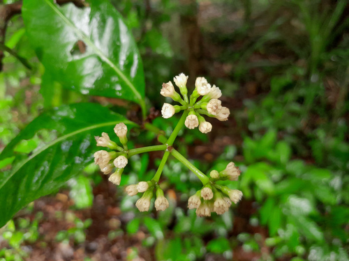 Pisonia umbellifera iNat (3)