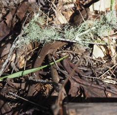 Elgaria coerulea coerulea