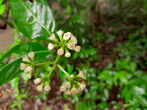 Ceodes umbellifera J.R.Forst. & G.Forst.