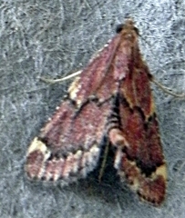 Hypsopygia intermedialis