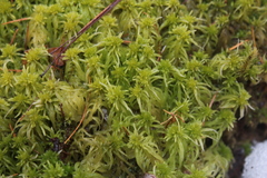 Sphagnum angustifolium