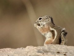 Ammospermophilus interpres