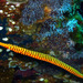 Yellowbanded Pipefish - Photo (c) Albertini maridom, some rights reserved (CC BY-NC), uploaded by Albertini maridom