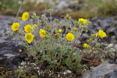 Potentilla × villosula