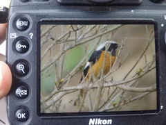 Phoenicurus auroreus