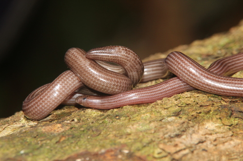 Photo of a Hook-nosed Blindsnake (Ramphotyphlops multilineatus)