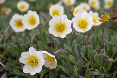 Dryas ajanensis