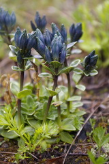 Gentiana glauca