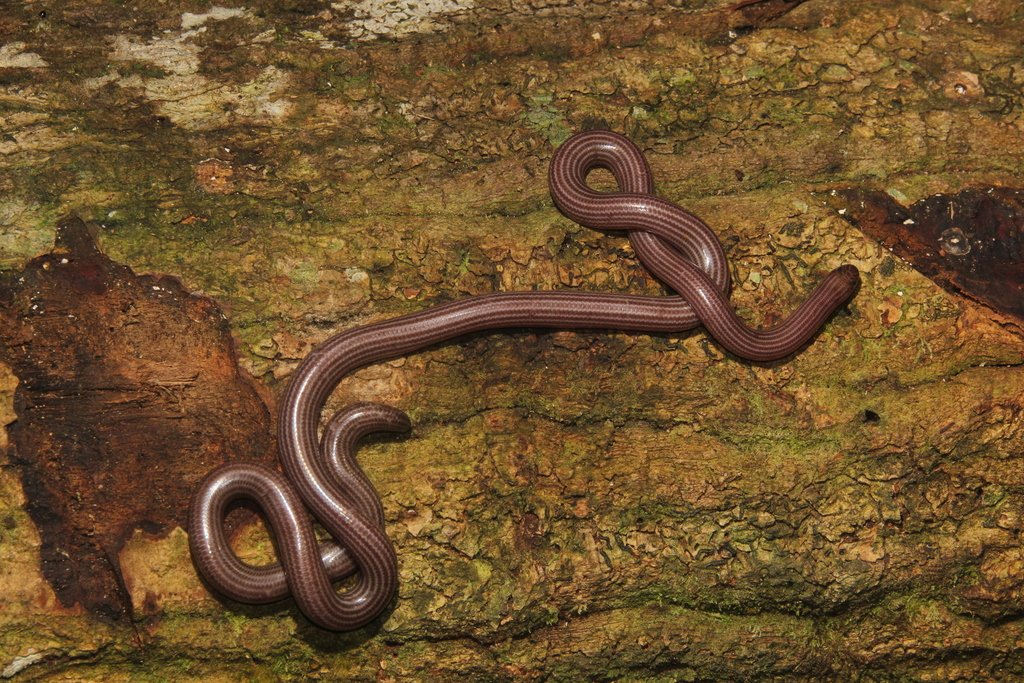 Hook-Nosed Blindsnake