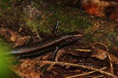 De Vis' Emo Skink photo 1