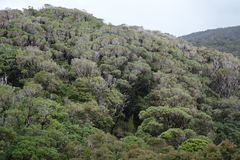 Metrosideros umbellata