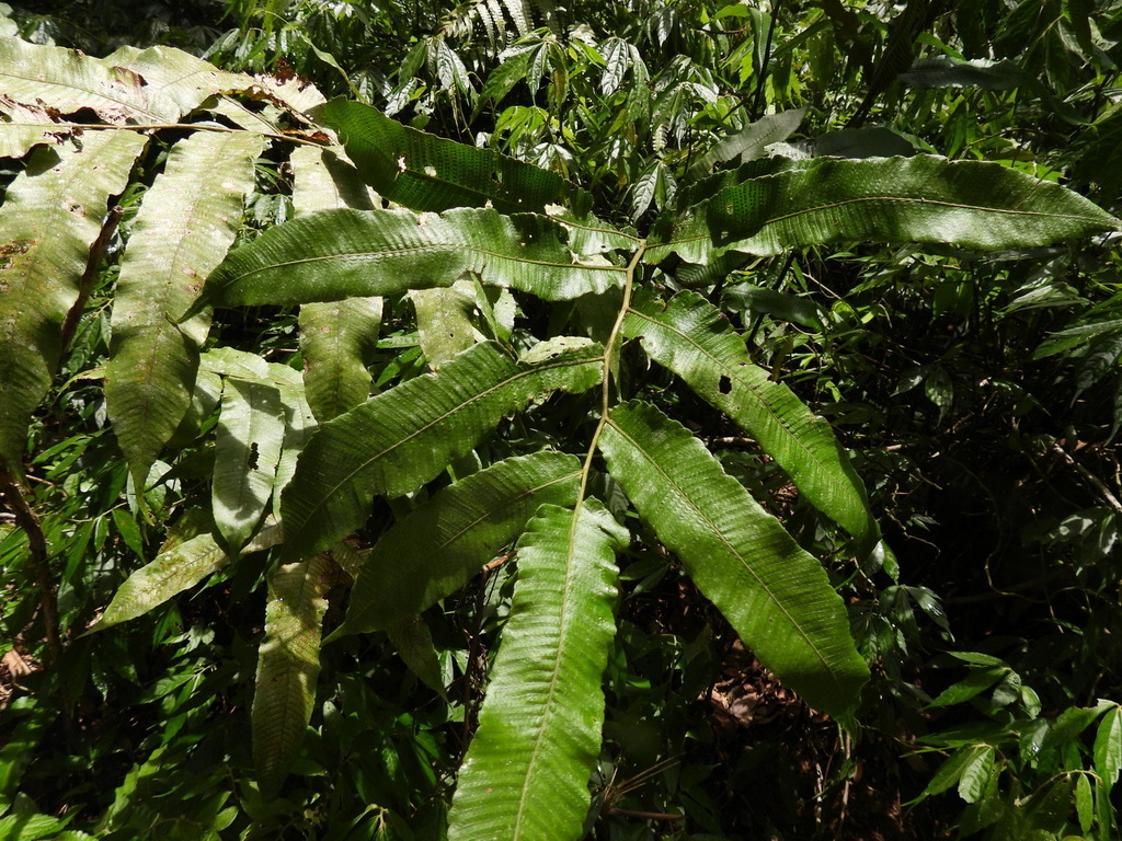 Abacopteris gymnopteridifrons