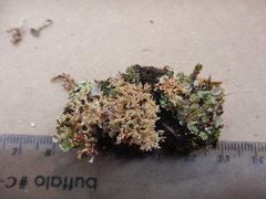 Sphaerophorus fragilis