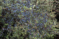 Coprosma propinqua propinqua
