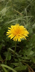 Taraxacum officinale