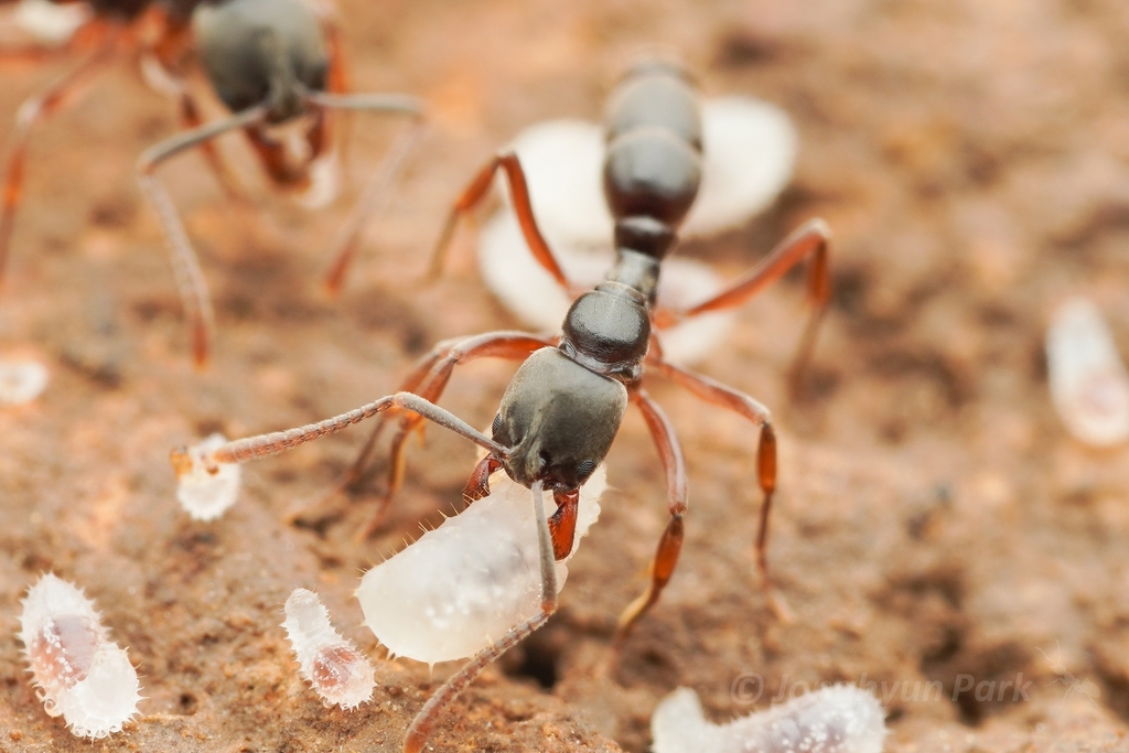 Asian needle ant