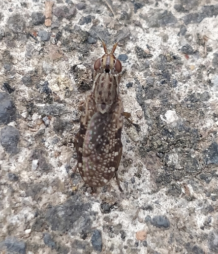 Euthycera guanchica