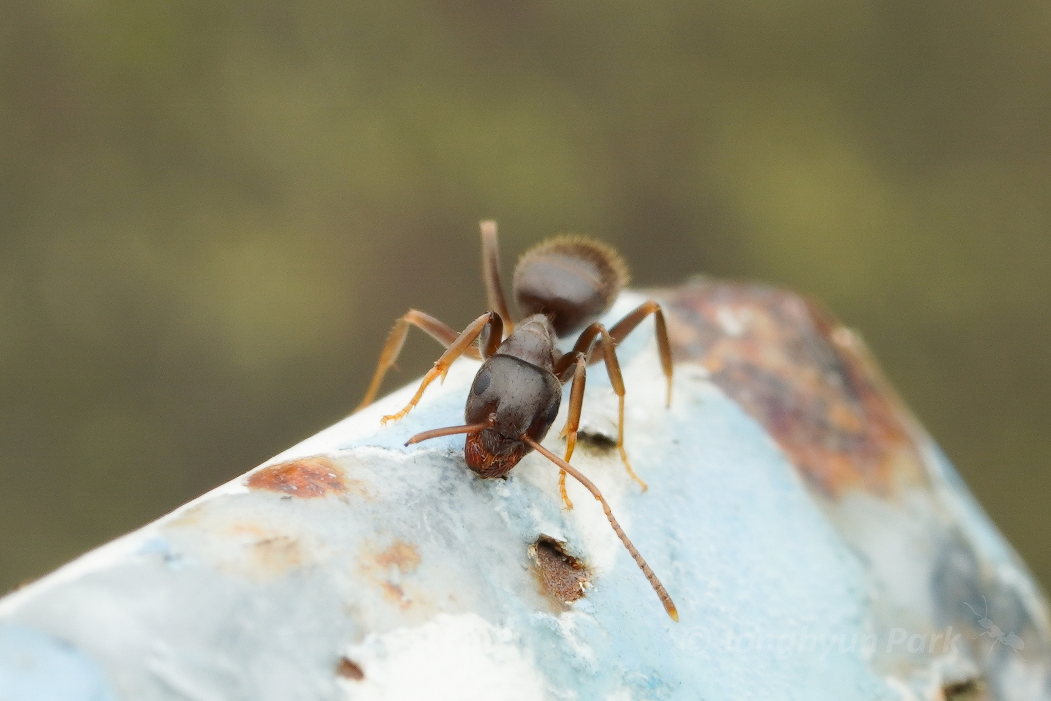 Lasius longipalpus