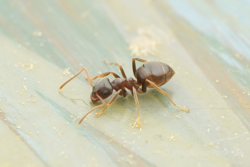 长须毛蚁Lasius longipalpus