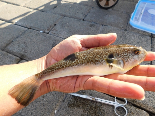Takifugu porphyreus observed 2023-10-08