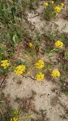 Lepidium flavum felipense