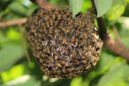 Asian Honey Bee, photo 4 of 10