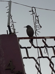 Toxostoma curvirostre