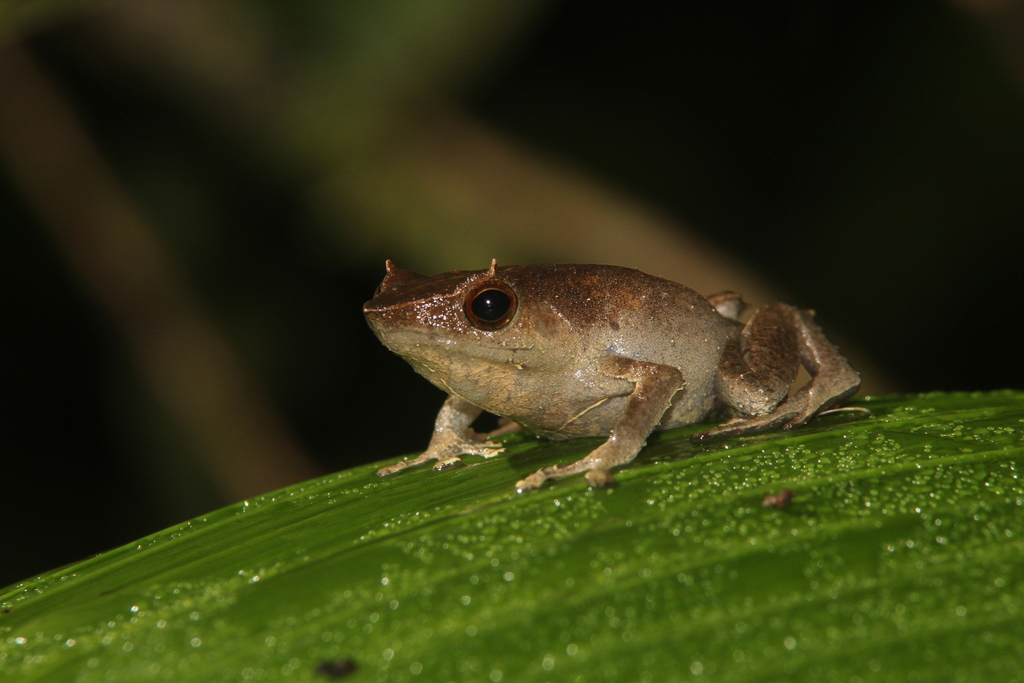 Horned Land Frog