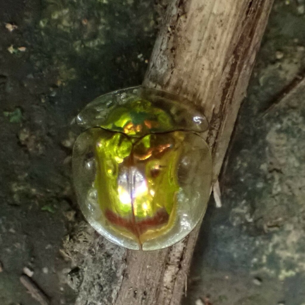 Aspidomorpha denticollis