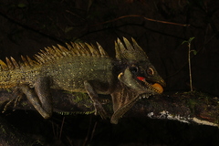 Crowned Forest Dragon photo 3