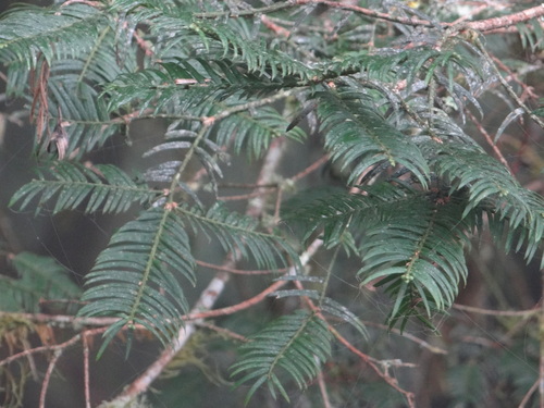 Image of Cephalotaxus harringtonia by (c) 呂一起(Lu i-chi), some rights reserved (CC BY)