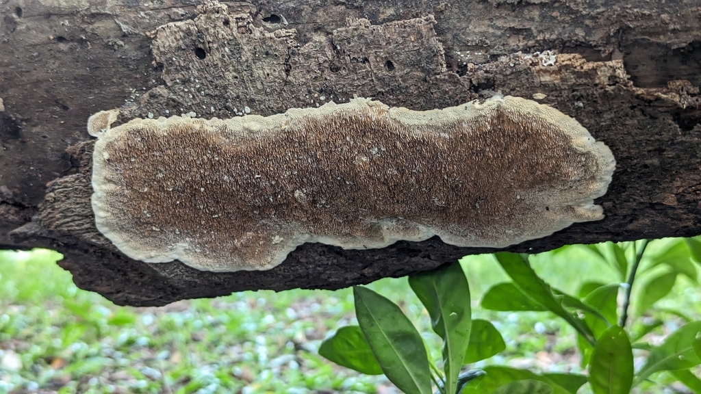 Earliella scabrosa · October 2023 · photo: © yin_tse_huang (iNaturalist, cc-by)
