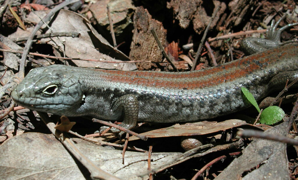 Australian Desert and Rock Skinks