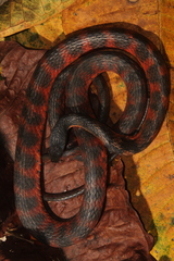 Barred Keelback photo 4