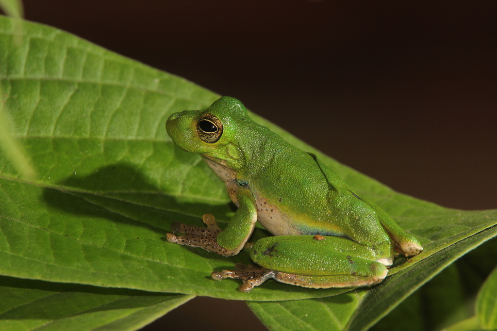 Moaif Tree Frog (Papuahyla mystax)