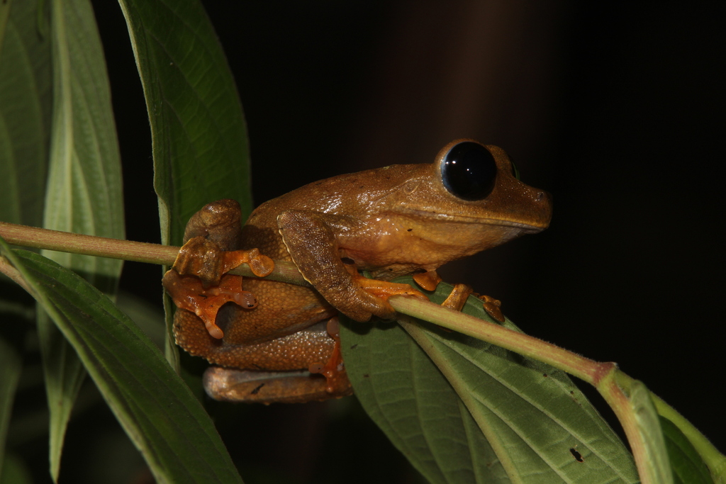 Mountain Big-eyed Treefrog (Nyctimystes montanus)