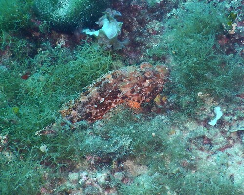 Rockfish