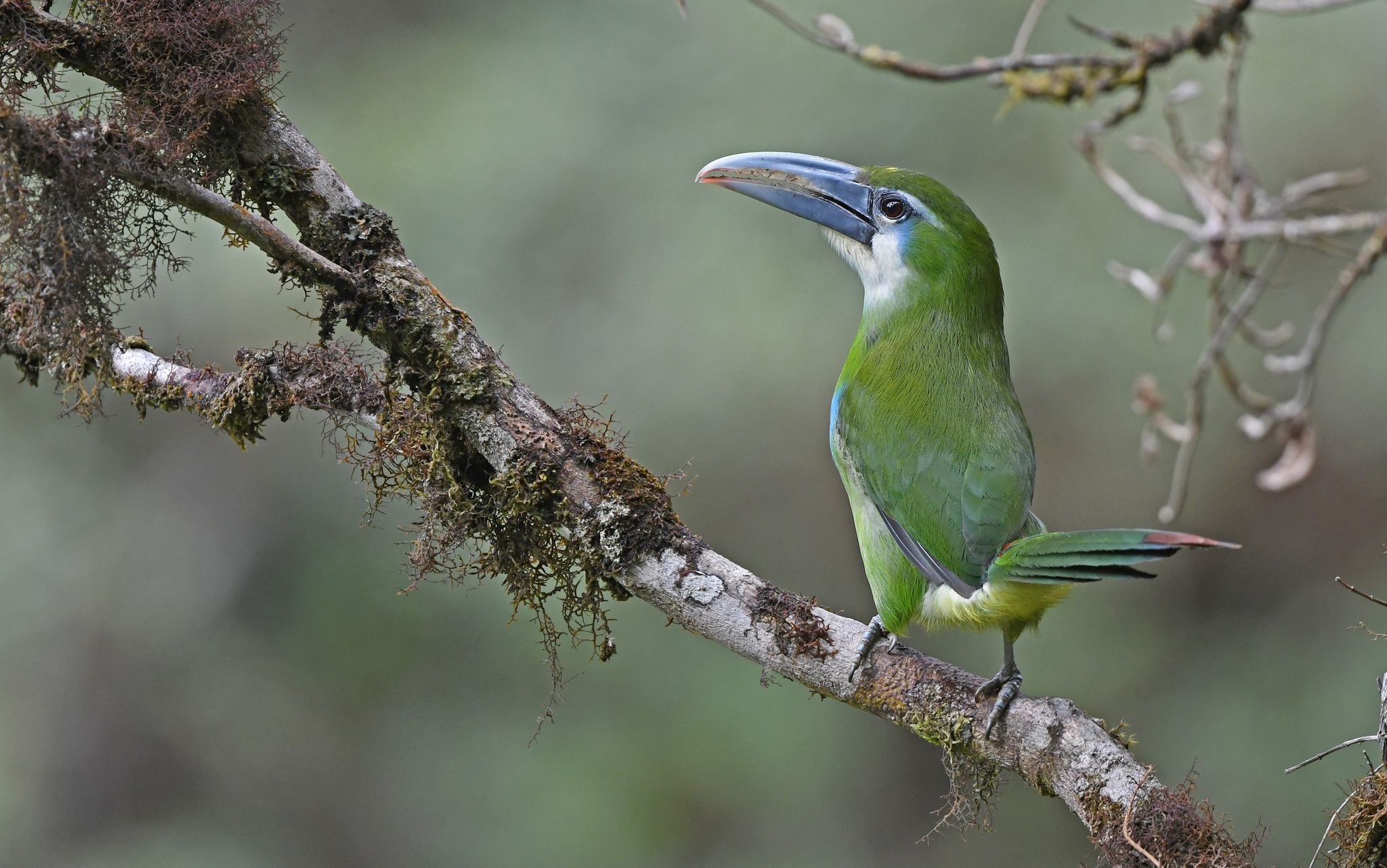 Blue-banded Toucanet (Aulacorhynchus coeruleicinctis), photo 6