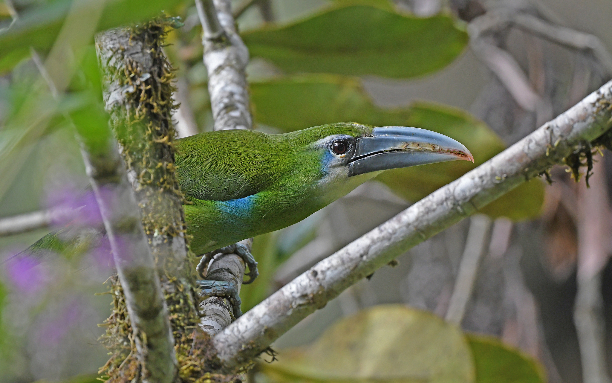 Blue-banded Toucanet (Aulacorhynchus coeruleicinctis), photo 8
