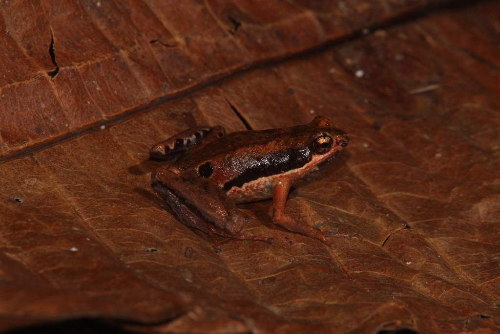 Wandammen Mawatta Frog