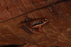 Wandammen Mawatta Frog photo 1