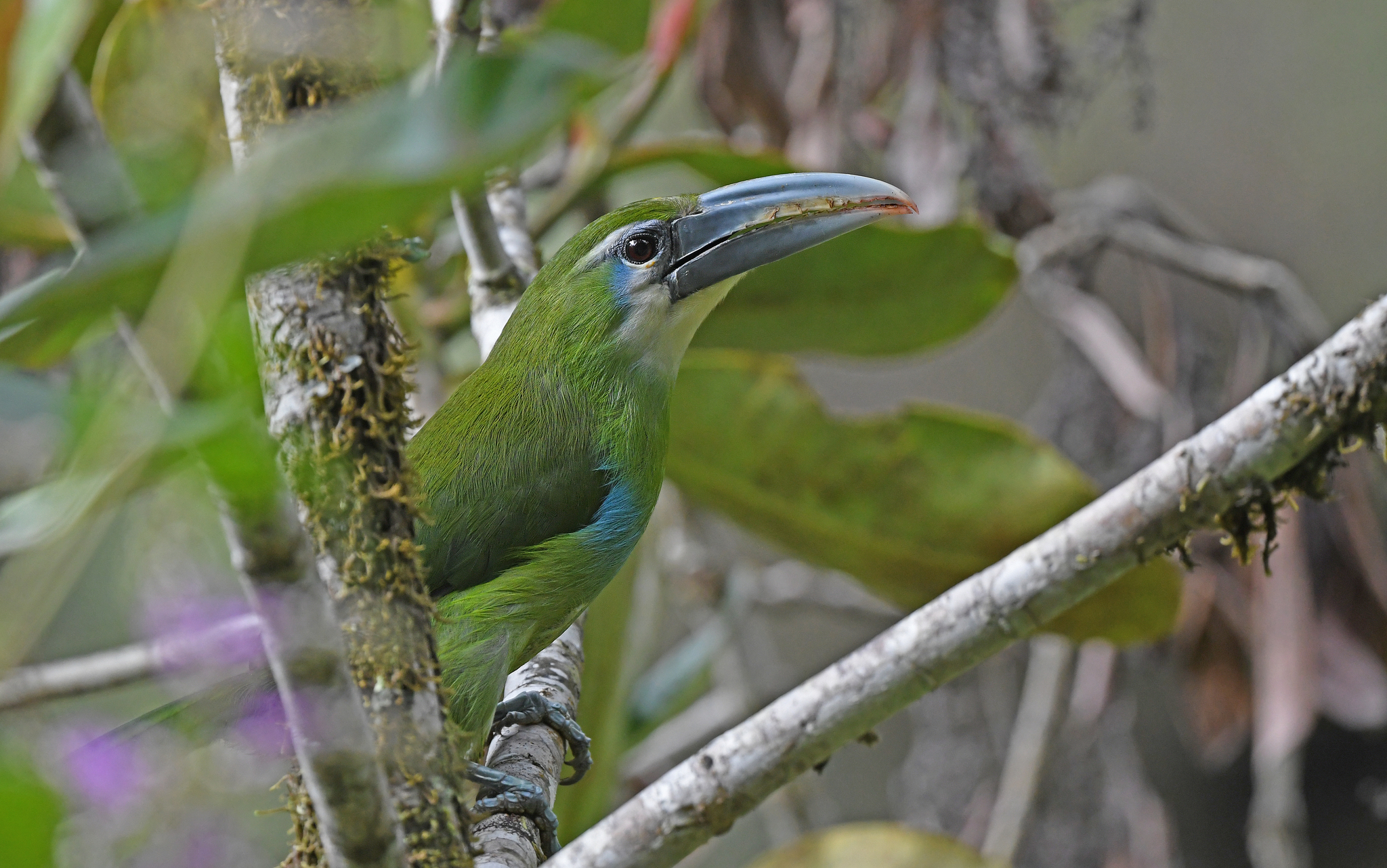 Blue-banded Toucanet (Aulacorhynchus coeruleicinctis), photo 7