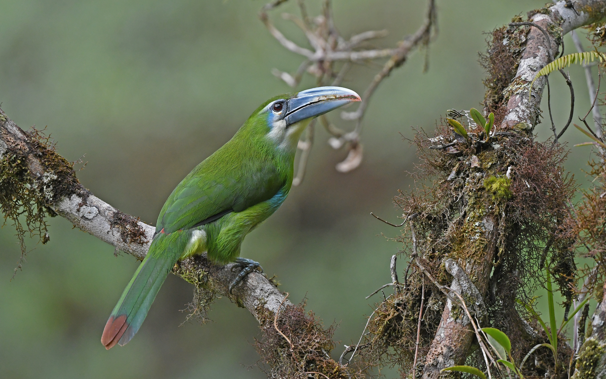 Blue-banded Toucanet (Aulacorhynchus coeruleicinctis), photo 9