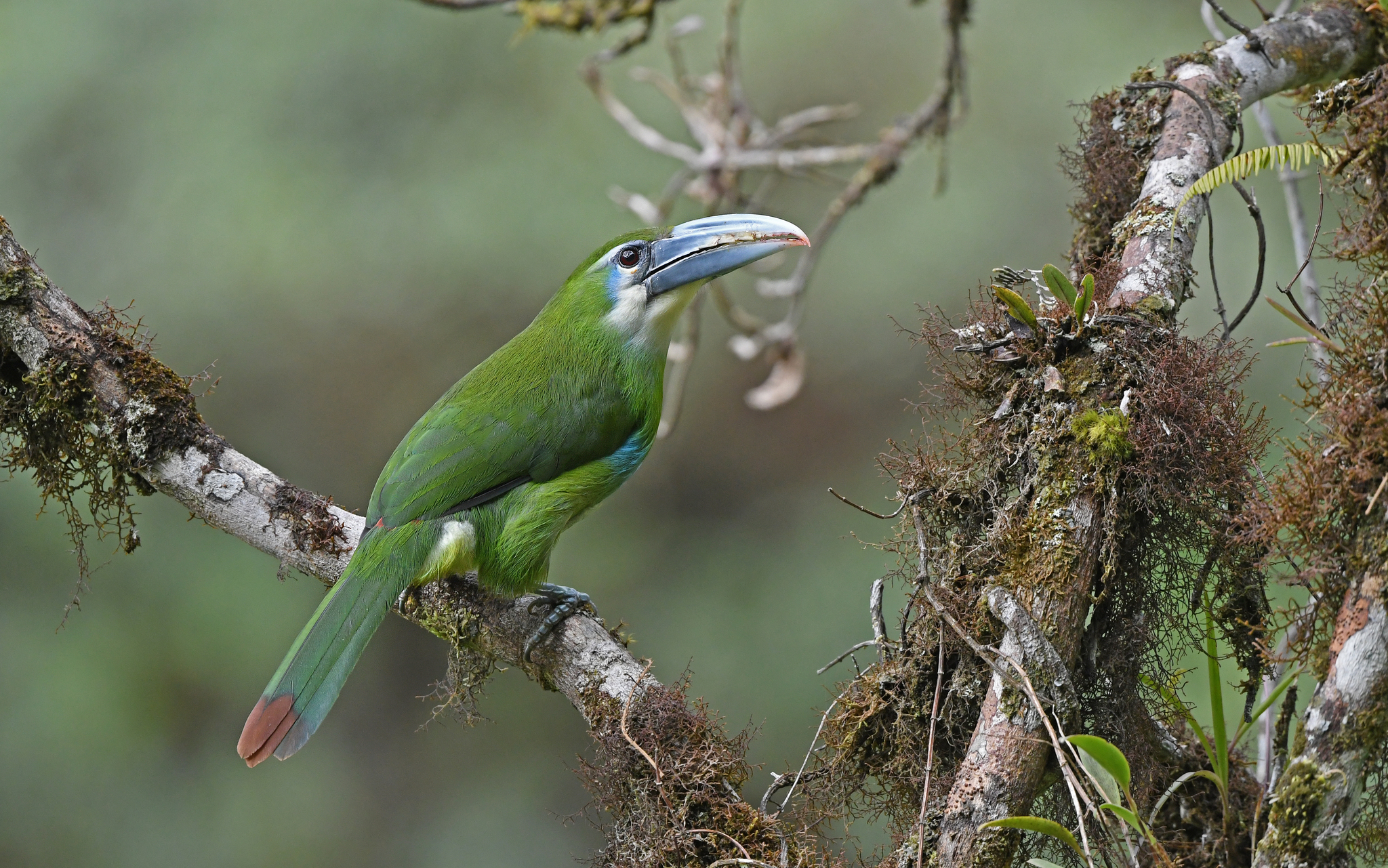 Blue-banded Toucanet (Aulacorhynchus coeruleicinctis), photo 10