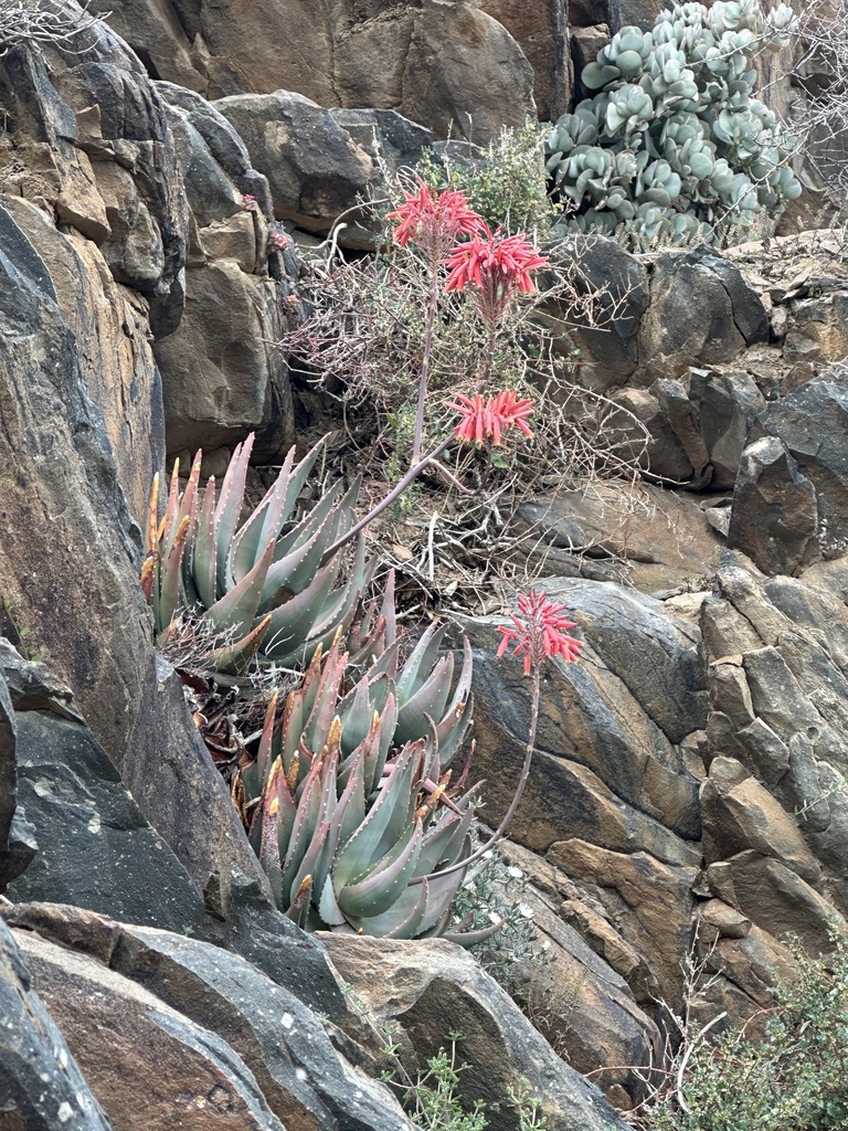 Christmas Aloe from Central Karoo District Municipality, South Africa ...