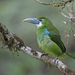 Blue-banded Toucanet - Photo (c) Christoph Moning, some rights reserved (CC BY), uploaded by Christoph Moning