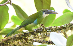 Blue-Banded Toucanet photo 3