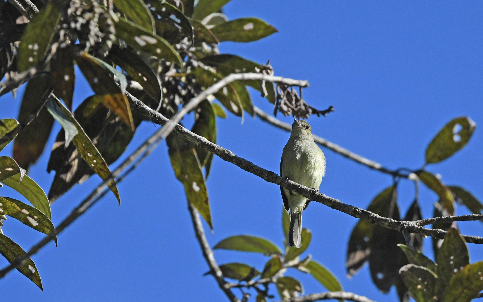 Bolivian Tyrannulet illustration